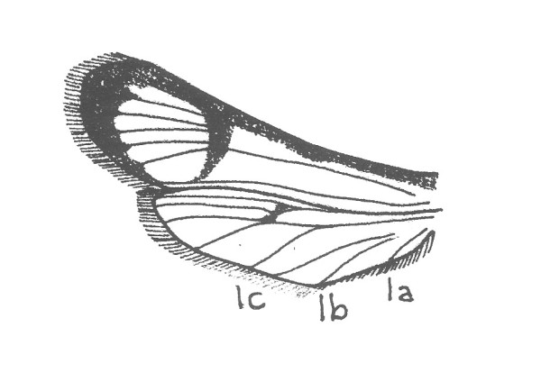 Voor- en achtervleugel van een Wespvlinder (Sesiidae).